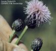 Canada Thistle
